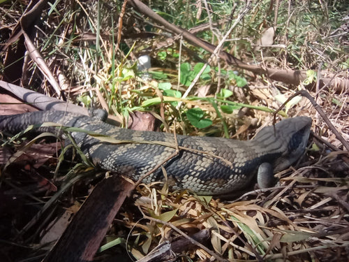 The Sentinel — Eastern Blue-tongue Hoodie