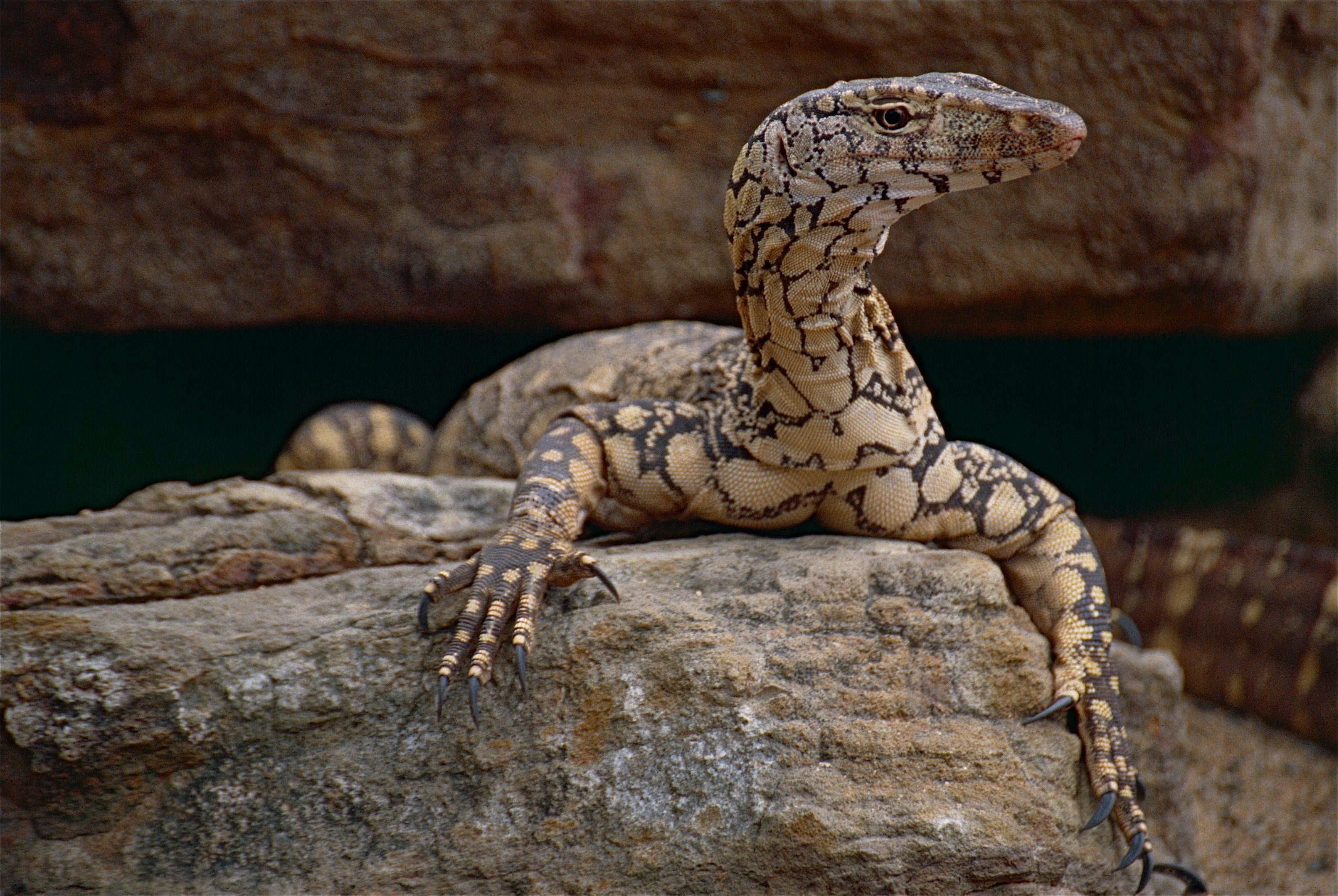 The Titan — Perentie Hoodie