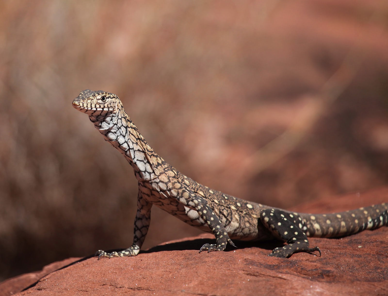 The Titan — Perentie Hoodie